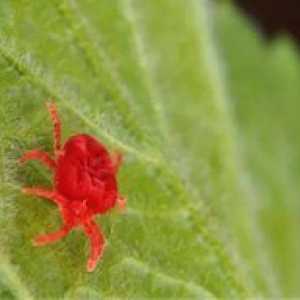 Spider roztoč: popis, prostriedky a metódy boja