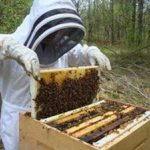 Včelárstvo pre začiatočníkov: tipy a triky
