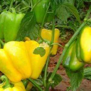 Pepper zlatý zázrak: popis charakteristík a tipy pre pestovanie