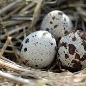 Vajcia z prepelíc: výhody a poškodenie, ako ich užívať