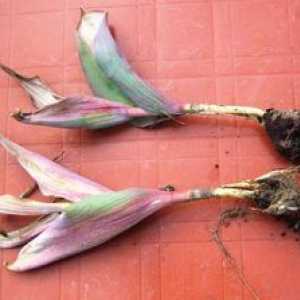 Transplantácia tulipánových žiaroviek po kvete: kedy sa vykopávajú