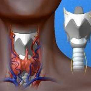 Kridioidná, nepárová chrupavka hrtana: jeho štruktúra a funkcie