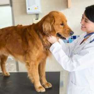 Pyometra pri symptómoch a liečbe psov