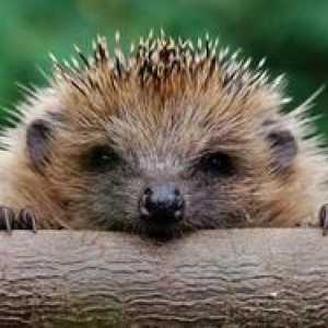 Hedgehog jedlo doma: čo kŕmiť ježko