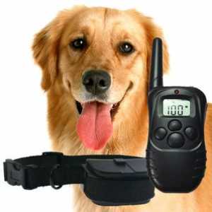 Klady a zápory elektrických obojok pre psy: Ako si vybrať obojok