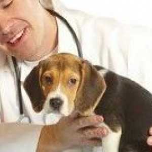 Výhody a nevýhody kastrácie psov