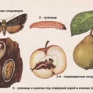 Ovocné želé na jablone: ​​spôsoby boja
