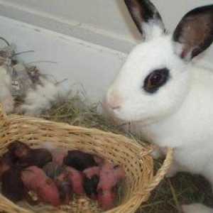 Prečo králik jesť králiky?