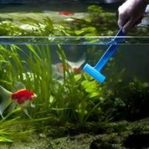 Prečo sa voda v akváriu stáva zakalená: dôvody, ako sa zbaviť zákalu