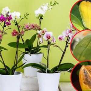Prečo sú listy žlté v orchideí a ako s nimi zaobchádzať?