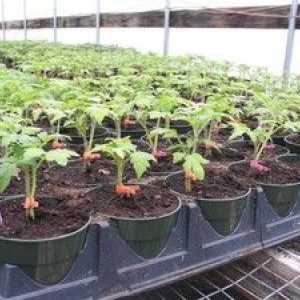 Prečo rastú žlté listy v semenákoch paradajka, čo robiť
