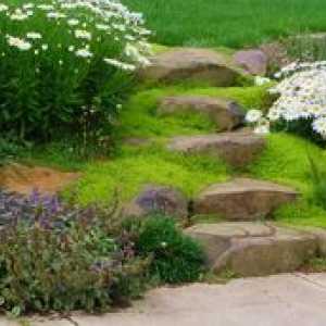 Pozemné trvalky pre záhradu: plazivé a plíživé rastliny