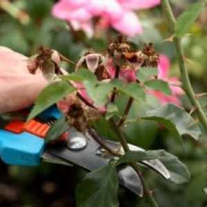 Príprava ruží na zimu: ako správne odrezať kríky na jeseň