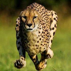 Indikátory rýchleho geparda, kde žije
