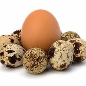 Výhody a poškodenie prepelíc vajcia pre ľudské telo
