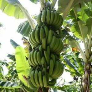 Výhody a škody pri konzumácii zelených banánov, kontraindikácie