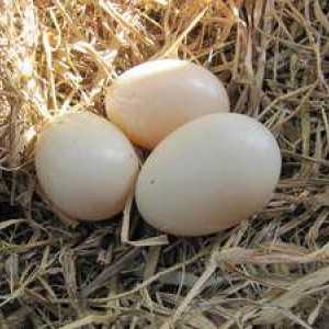 Výhody a poškodenie kačacích vajec. Pravidlá varenia