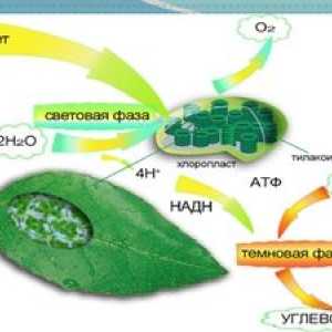 Koncept fotosyntézy, kde a čo sa deje vo svetlej fáze fotosyntézy