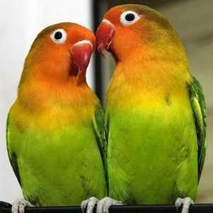 Papagáje sú neoddeliteľné: vlastnosti druhov, starostlivosť a obsah