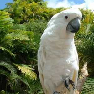 Parrot kakadu: krásny vták, spoločník a priateľ