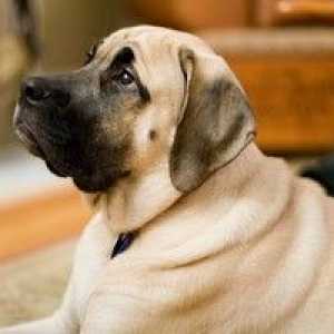 Psie plemeno anglický mastiff - popis vzhľadu a charakteru