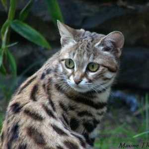 Plemená divokých mačiek: rysy, druhy a fotografie