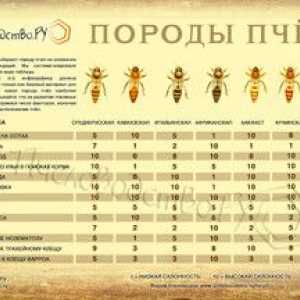 Plemená včiel: popis a fotky najobľúbenejších plemien včely