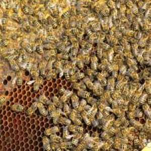 Plemená včiel s fotografiou a popisom