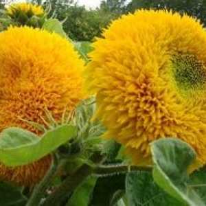 Výsadba dekoratívnych slnečnice zo semien a starostlivosť o ne