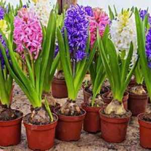 Vysádzanie a starostlivosť o hyacinty doma