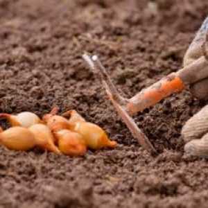 Výsadenie cibule na jar: čas na výsadbu sadeníc