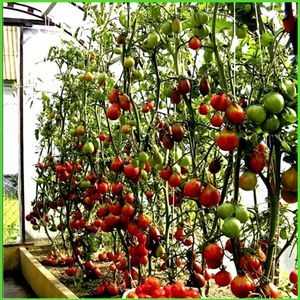 Vysádzanie paradajok v polykarbonátovom skleníku