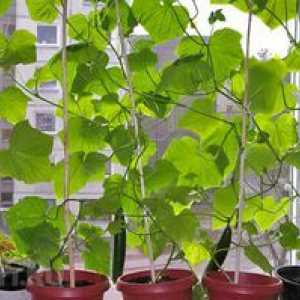 Pravidlá pre pestovanie uhoriek na parapete
