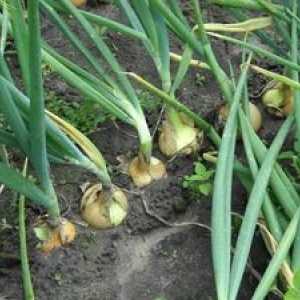 Správne kŕmenie cibule na hlave na jar je zárukou dobrej úrody
