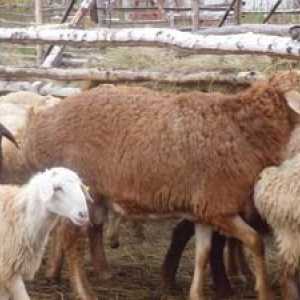 Výhody a vlastnosti plemena oviec Edelbaev