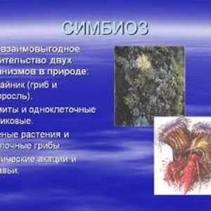 Príklady a popis symbiózy u voľne žijúcich živočíchov