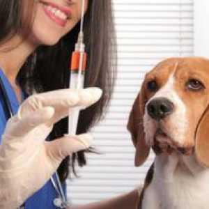 Očkovanie psov. Čo môžem urobiť pre šteňa mladšie ako 1 rok?