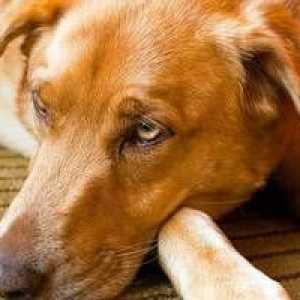 Známky naznačujúce infekciu psa s červami