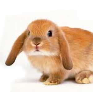 Predpokladaná dĺžka života dekoratívneho králika