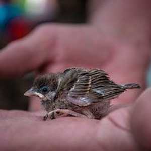 Nestling vrabca - čo kŕmiť a ako sa starať