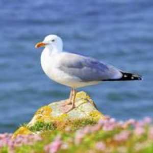 Gull vták: čo robí čajky, kde zimujú