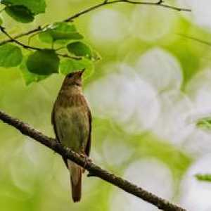 Bird`s Nightingale: spôsob života, pri ktorom dochádza k zimovaniu, reprodukcii a výžive