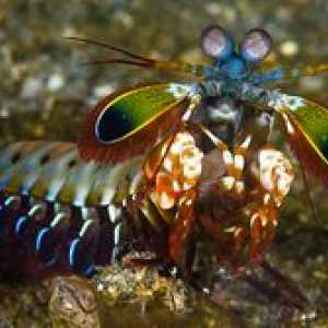 Modliť sa mantis: rysy morského príšerka