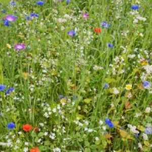 Rôzne druhy lúčnych rastlín: kvety a trávy
