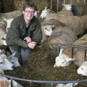 Chov oviec doma pre začiatočníkov