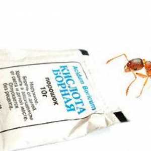 Recepty s kyselinou boritou na boj s mravcami v byte
