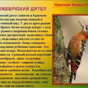 Zriedkavé a ohrozené druhy vtákov zahrnuté v červenej knihe