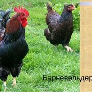 Zriedkavé kurčatá z vajecného plemena Barnevelder