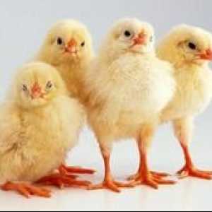 Spôsob inkubácie kuracích vajec, charakteristiky procesu