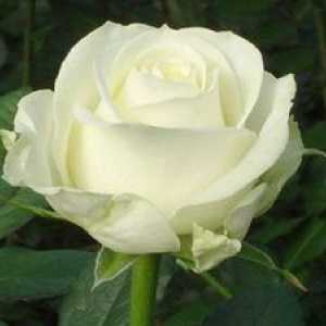Rose avalange: opis, charakteristika druhu